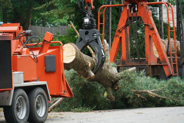 Nassau Village Ratliff, FL Tree Removal Company