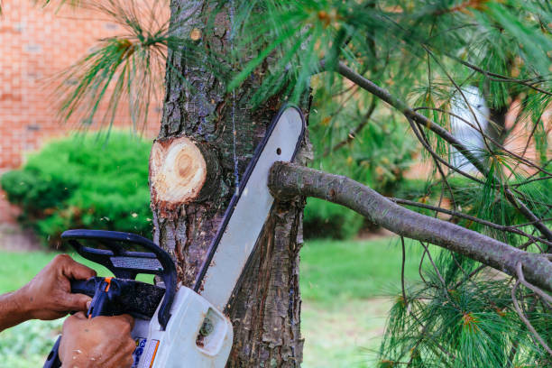 How Our Tree Care Process Works  in  Nassau Village Ratliff, FL